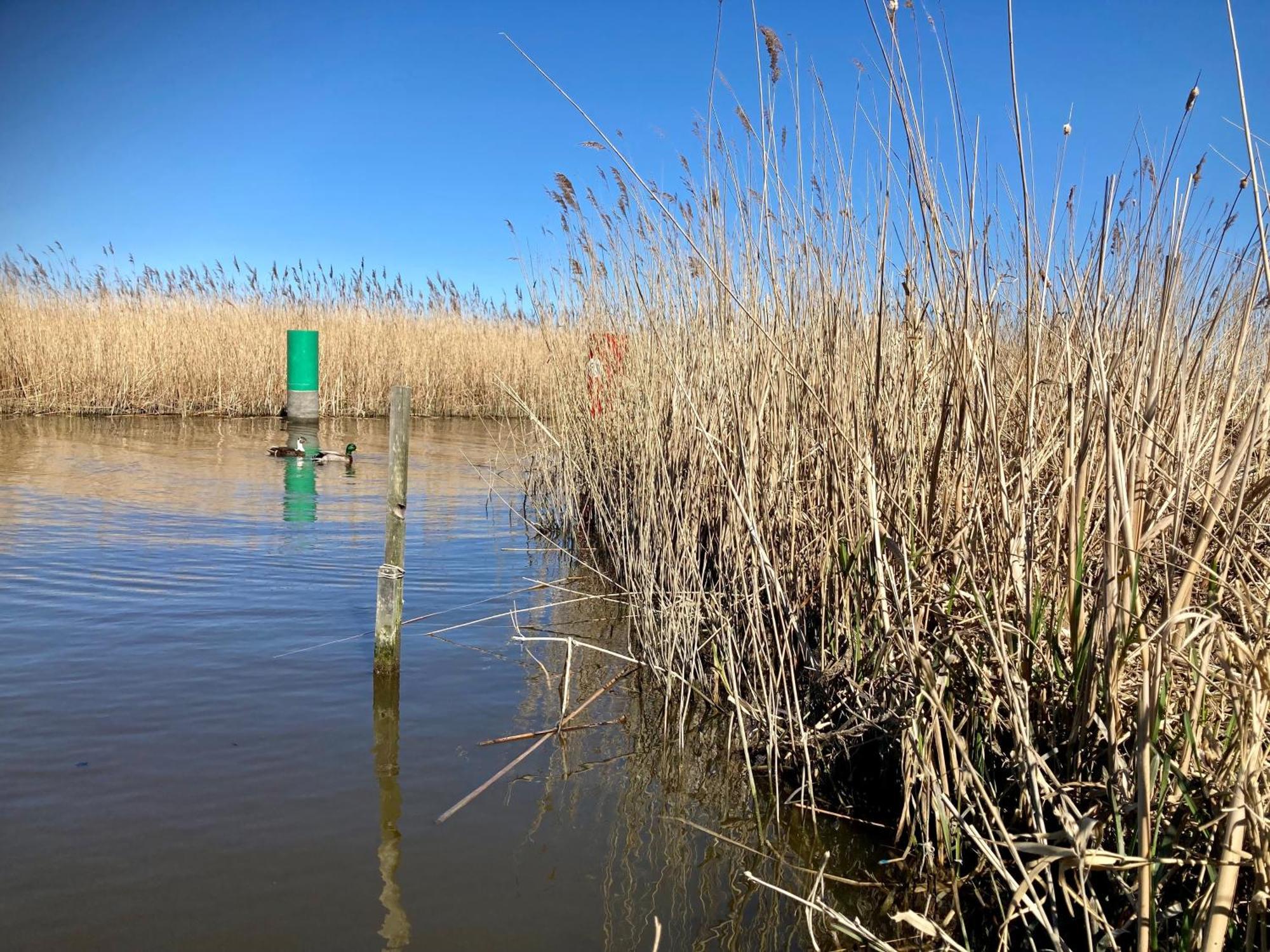 House Marijke With Winter Garden And Direct Access To The Lauwersmeer Anjum Exterior photo